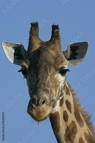 Tapeta ścienna Żyrafa, giraffa camelopardalis,