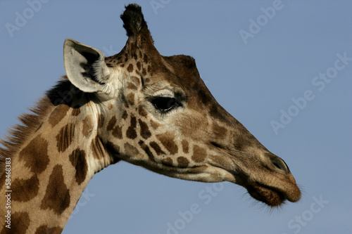 Tapeta ścienna Żyrafa, giraffa camelopardalis,
