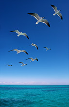 Various Seagulls Flying Over A Blue Sea