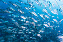 Group Of Jack Fish