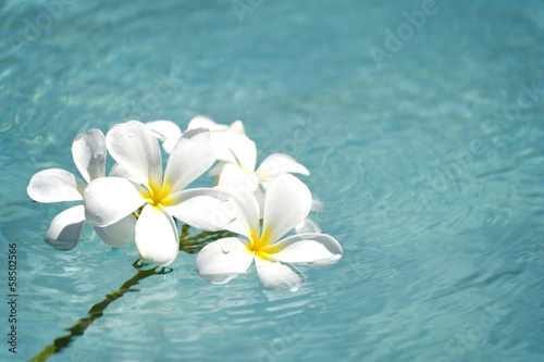 Tapeta ścienna Plumeria pływająca w wodzie - 12