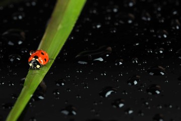 Fototapete - Beautiful ladybird on green grass, on black background