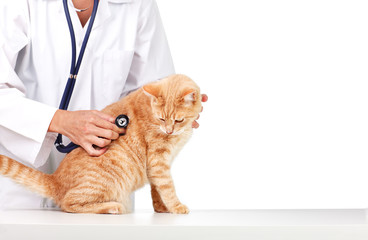 Red cat with veterinarian doctor.