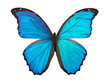 Butterfly morpho