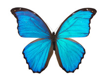 Butterfly Morpho
