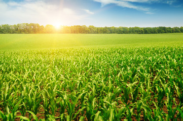 sunrise over the corn field