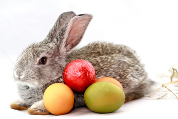 Canvas Print - Gray rabbit