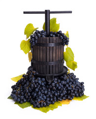 Wall Mural - Traditional manual grape pressing utensil with blue grapes