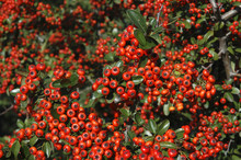 Pyracantha, Buisson Argent Saphyr Rouge Cadou