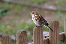 Sparrow On A Wooden Fence