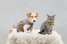 Portrait Of A Cat And Dog In Leather Jacket