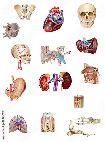 Nowoczesny obraz na płótnie Anatomie
