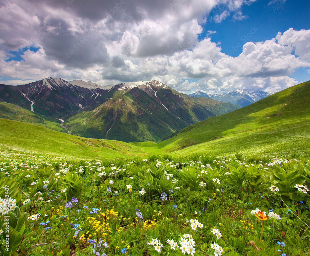 Fields of flowers in the mountains. Georgia, Svaneti. - obrazy, fototapety, plakaty 
