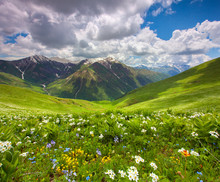 Fields Of Flowers In The Mountains. Georgia, Svaneti.
