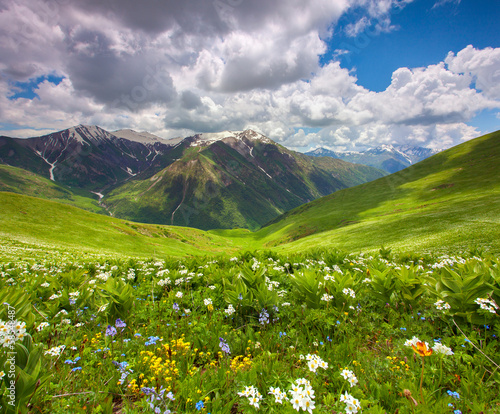 Nowoczesny obraz na płótnie Fields of flowers in the mountains. Georgia, Svaneti.