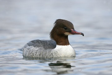 Poster - Goosander, Mergus merganser