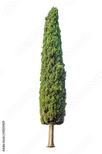 Cuadros en Lienzo Cypress isolated on white background