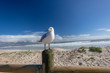 Seagull Bird Beach Perched