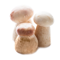 Sticker - Ceps isolated