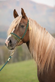 Fototapeta Konie - Gorgeous arabian stallion with long mane