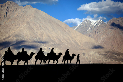 Plakat na papierze fotorealistycznym Silhouetted camel