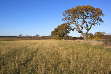 Poster - oak trees in autumn