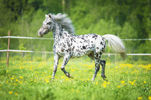 Appaloosa Horse Runs Trot On The Meadow In Summer Time