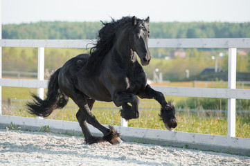 Fotoroleta black friesian horse runs gallop in summer