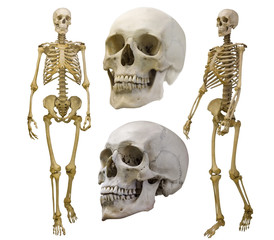 Wall Mural - human skeletons set isolated on white