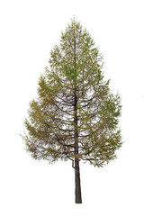 Wall Mural - autumn larch isolated on white