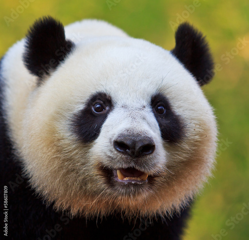 Board z aluminiowym obramowaniem Niedźwiedź panda jako chiński ambasador