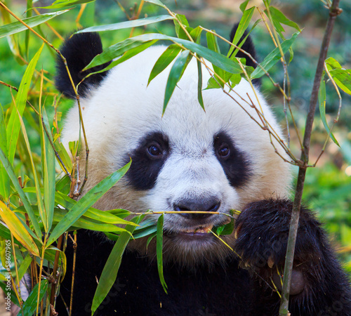 Board z aluminiowym obramowaniem Niedźwiedź panda jako chiński ambasador