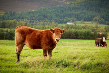 Brown cow