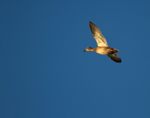 Wall Mural - Female mallard duck flying