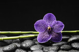 Single purple orchid with bamboo grove on stones