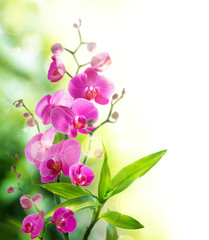 Wall Mural - beautyful orchid and bamboo for border spa