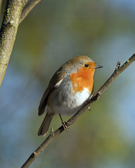 Canvas Print - Robin