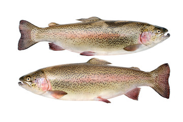 Wall Mural - Rainbow trout