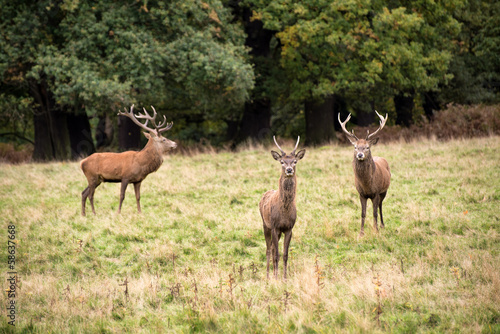 Naklejka samoprzylepna Jeleń jeleń w sezonie rutting jesienią
