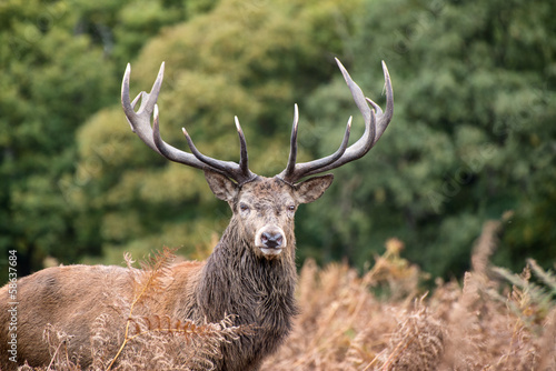Naklejka samoprzylepna Jeleń jeleń w sezonie rutting jesienią