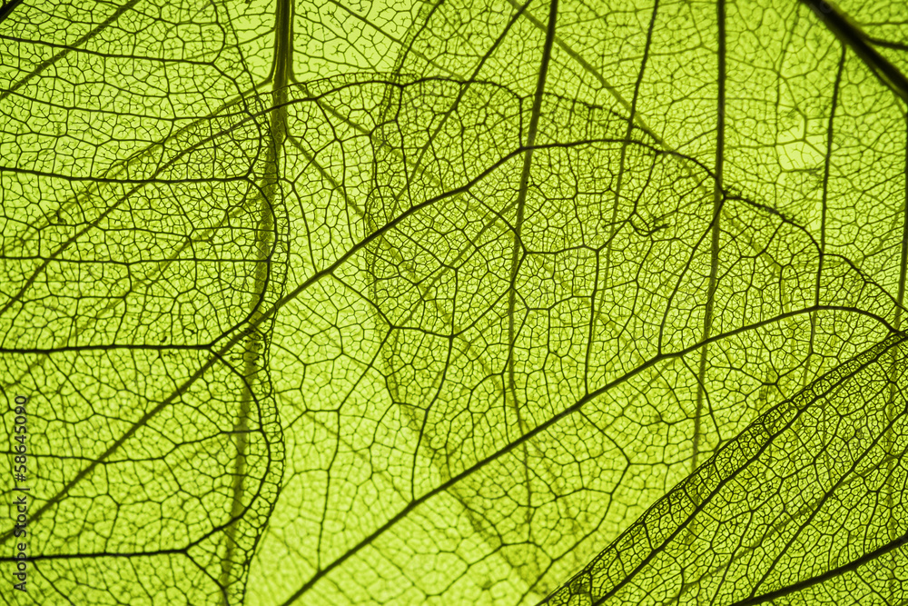 green leaf texture - in detail - obrazy, fototapety, plakaty 
