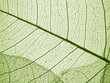 © Vera Kuttelvaserova - green leaf texture