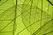 canvas print picture - green leaf texture - in detail