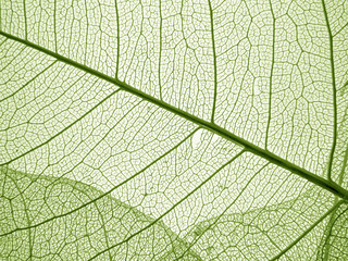 Wall Mural - green leaf texture