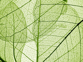 Wall Mural - green leaf texture - detail