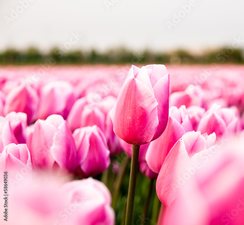 Fotoboard na płycie Różowy tulipan w polu tulipanów