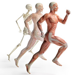 Wall Mural - male anatomy running