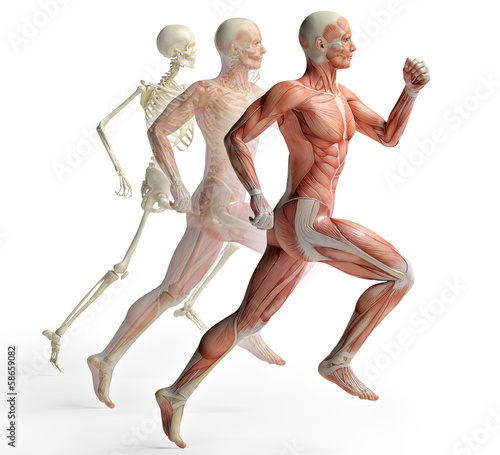 Fototapeta na wymiar male anatomy running