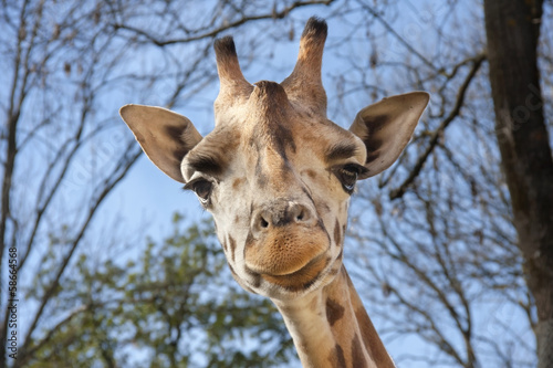 Tapeta ścienna Żyrafa baringo (giraffa camelopardalis rotschildi)