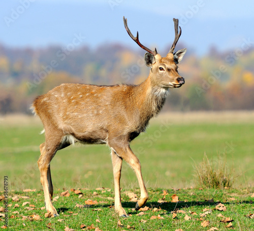 Naklejka samoprzylepna Jeleń